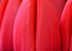 Tulipa Red Ranger ® (3)